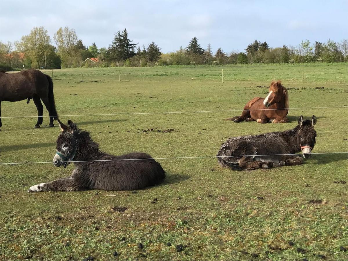 Bb-Vadehavet Ferielejlighed Til 6 Personer Ved Nationalpark Vadehavet Ribe Exterior foto